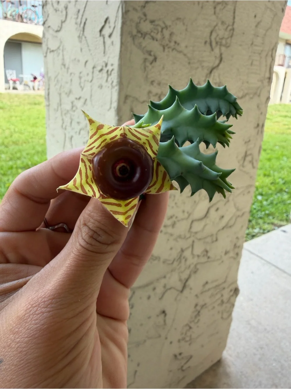 Lifesaver Cactus Huernia/Stapelia cuttings